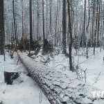 54_valka_lesa_karelia